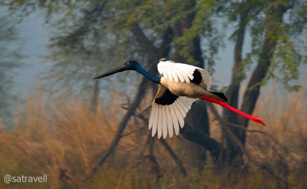 Black-necked Stork, Sultanpur, Dec 2011