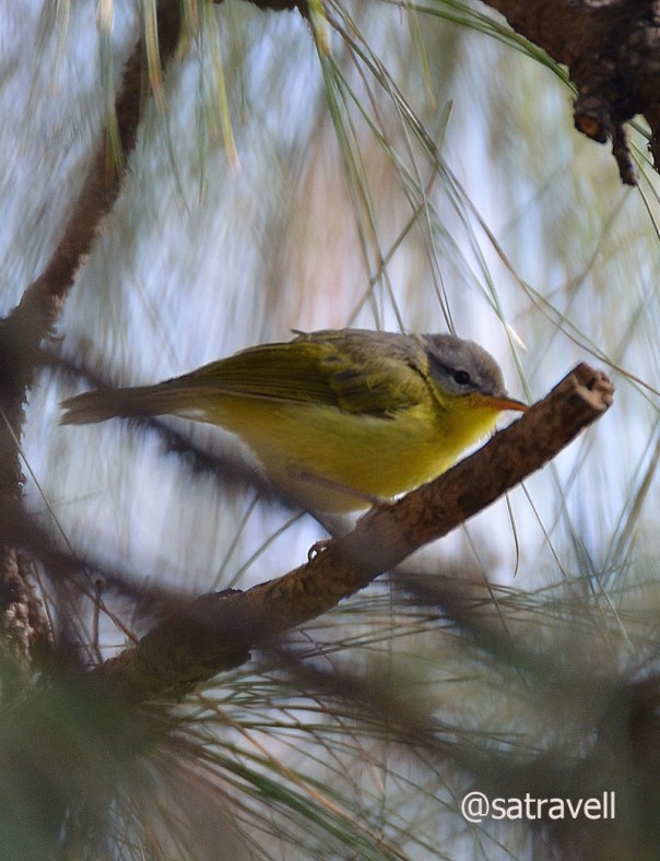 Grey-hooded Warbler