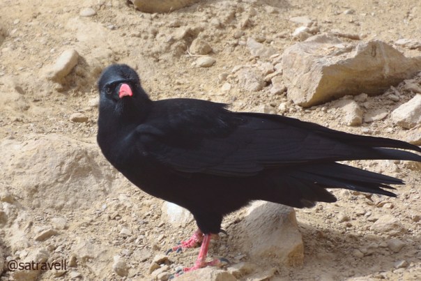 Red-billed Chough
