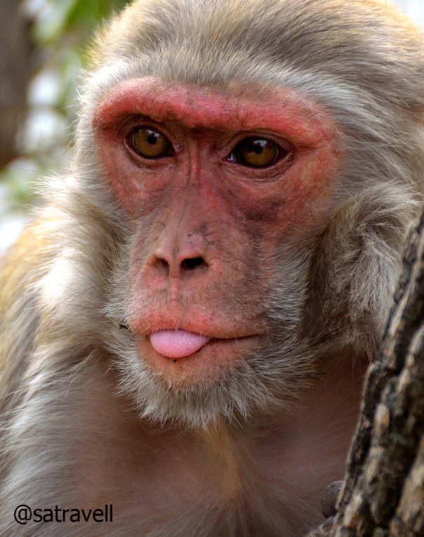 Rhesus Macaque
