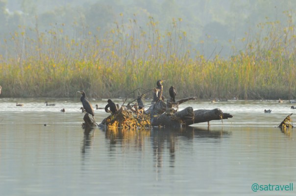 Cormorants sunbathing after drying their wings