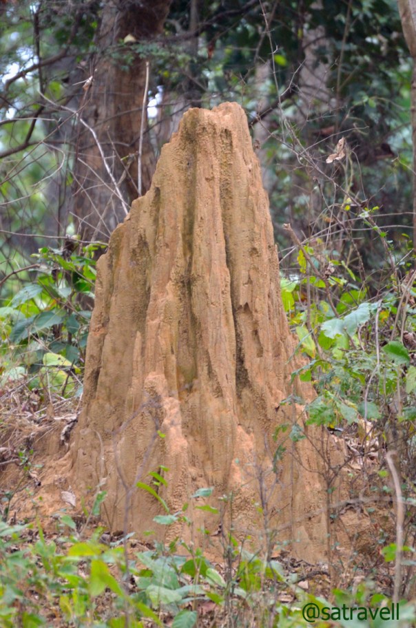 Cone-shaped anthills dot the landscape.