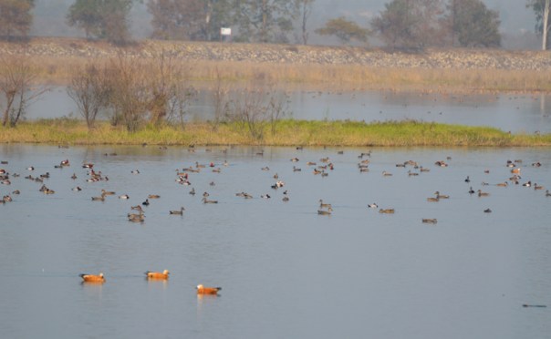 Brahminy Ducks dominated the bird-count that day