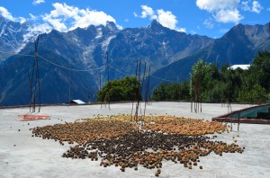 Some apricots left out to dry on a rooftop