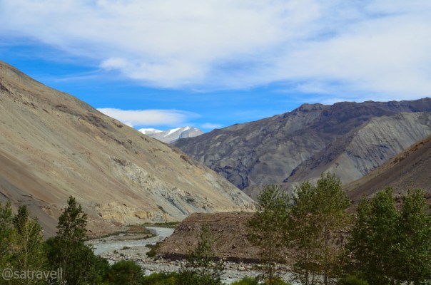 Poplars in a wider section of the Sham region of Spiti