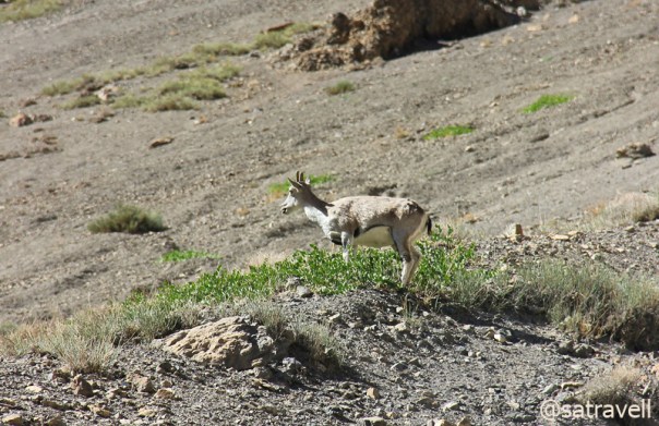 A close-up of Himalayan Blue Sheep, locally called Bharal, Naur, Sna.