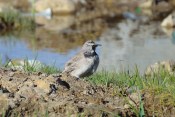 Locally called Rizit, a Horned Lark atop the pass
