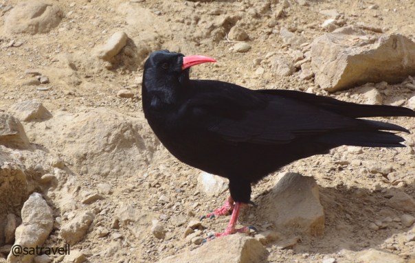 Locally called Karnbhedi, Red-billed Chough near Kilang