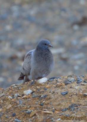 Hill Pigeon captured near Pang