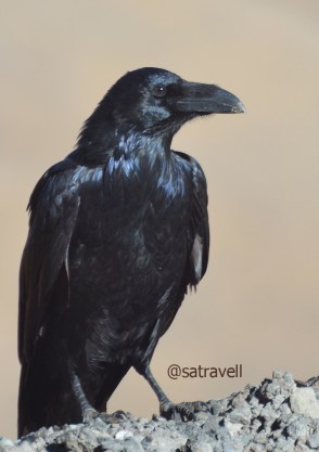 Locally called Phoro, a Northern Raven at Tanglang La