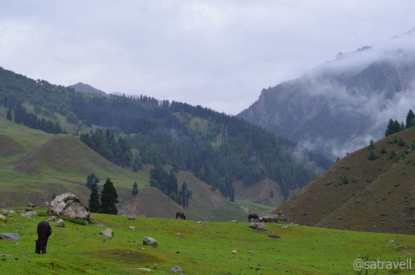 Greenscape near Sonamarg
