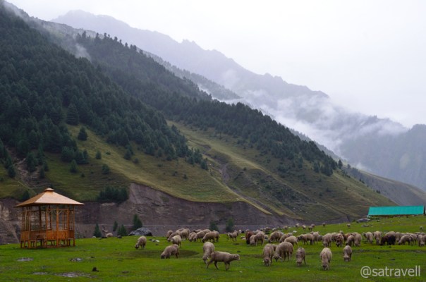 Also a good seasonal grazing ground