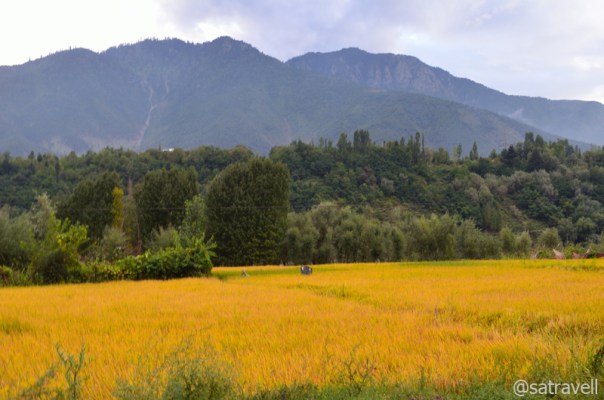 The ripened crop in the Vale of Kashmir