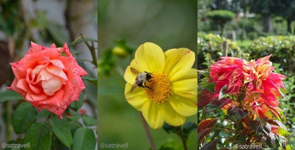 A riot of colours in the lawn