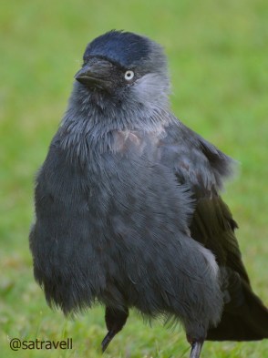 Breeding summer visitor Eurasian Jackdaw
