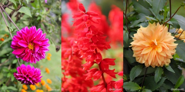 Flowers inside the Shalimar Bagh