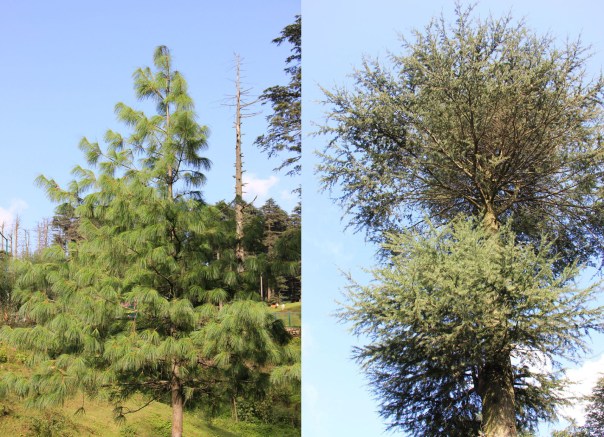 A Pine and a Deodar
