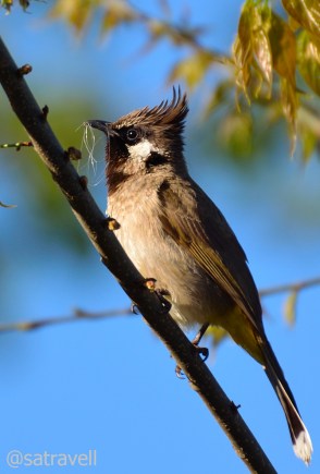 A Himalayan Bulbul