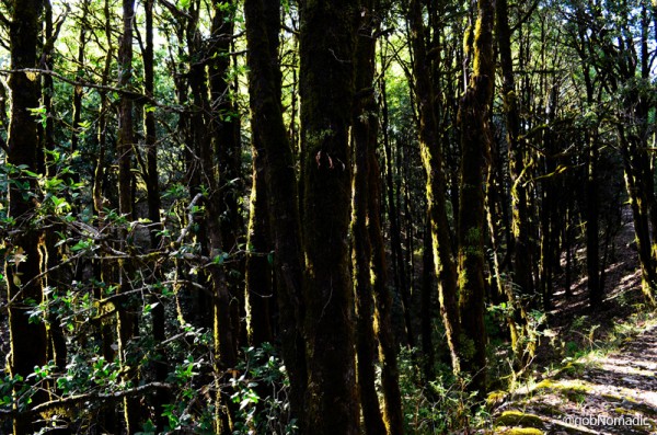 Divinely worshipped, Deodars are considered reliable building material. Throughout Himalaya, Deodar forests were thoroughly exploited by the British.
