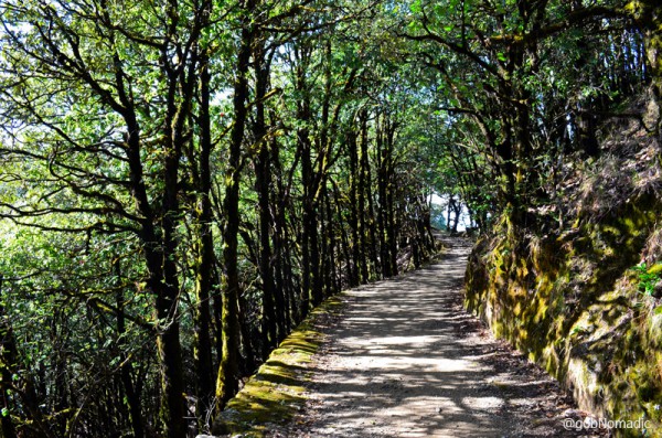 Binsar is a hiker's paradise. Pathways are accessible for most part of the year. One may not find habitation for hours at end, therefore, it is advisable to carry supplies along 