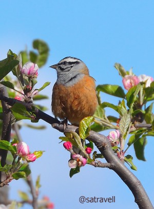 Locally called Shail Chirta, Rock Bunting perched on a apple tree