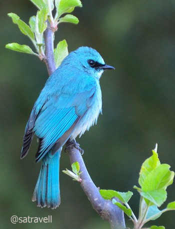 Locally called Puthir Chitta, the less common Verditer Flycatcher
