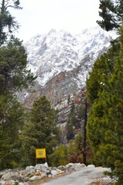 Blue pines by Shushang Nala in the Mostrang section 