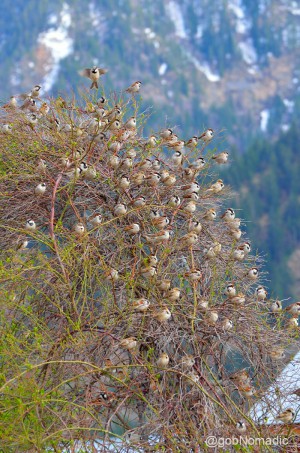 House Sparrow "Tree" at Sangla