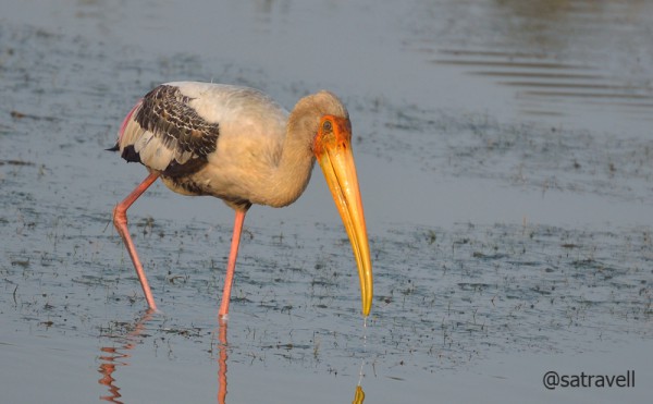 Locally called Janghil, a Painted Stork. More bird-images from the region at Flickr Photoset