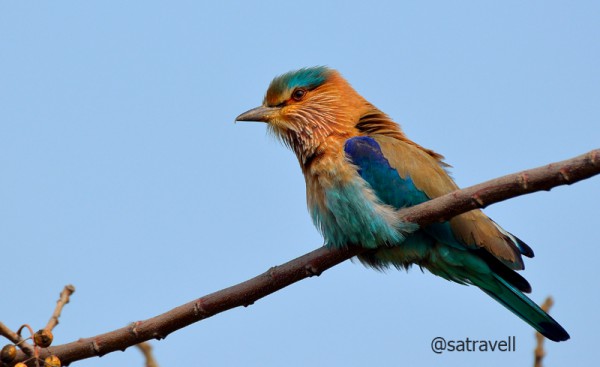 Locally called Desi Neelkanth, an Indian Roller. More bird-images at Flickr 