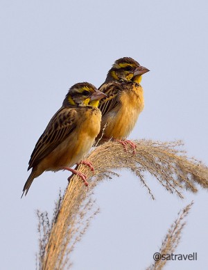 Locally called Sarbo Baya, a black-breasted Weaver. More 