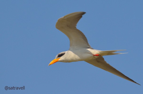 Locally called Kinai, a near-threatened River Tern. More bird-images from the region at Flickr