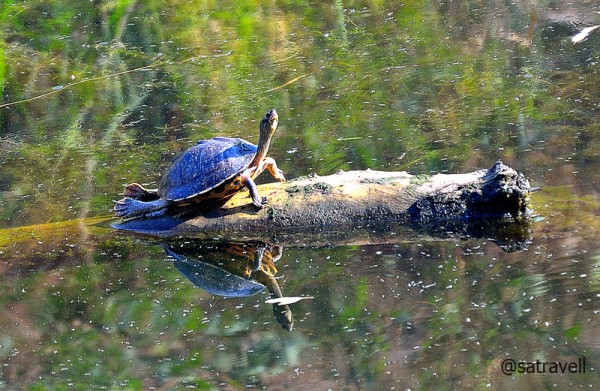 Indian Roofed Turtle sunbathing at the lake 