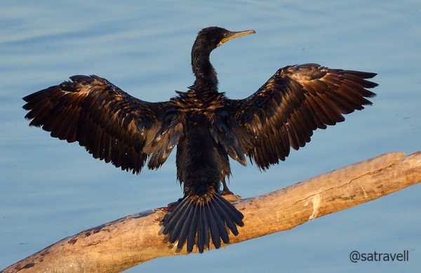 Locally called Desi Punkowa, an Indian Cormorant drying its wings