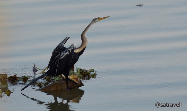 Locally called Pandubi, the Indian Darter is also called Snakebird