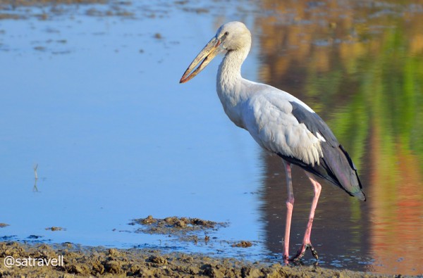 Locally called Gangla, an Asian Openbill. More from