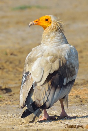 Locally called Safed Giddh, an endangered Egyptian Vulture. More bird-images at Flickr Photoset