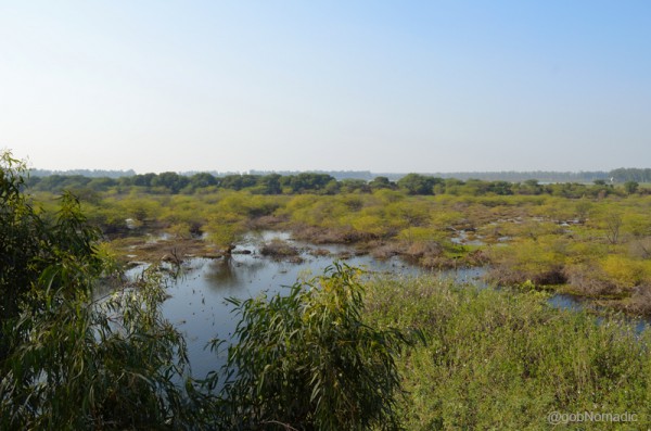A panoramic view of the Bhindawas Wetlands. Taken from the watchtower, the photo depicts about one-fifth of the sanctuary