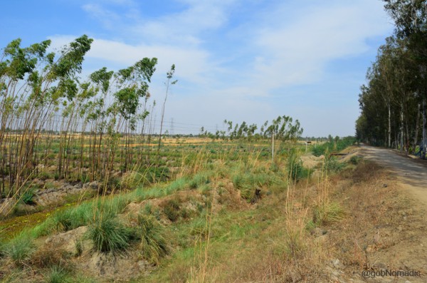 The ready-to-harvest fields along the boundary of the lake. The pathway-cum-motorway is to the right