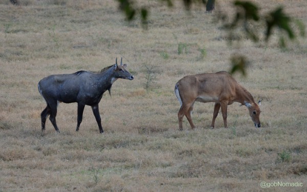 A pair of Blue Bulls, Asia's largest antelope, at Bhindawas