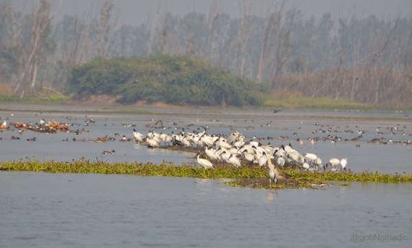 This site is favourite with waterfowls. 