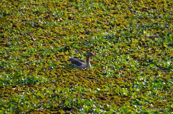 A Greylag Goose wading through Water Hyacinth, the biggest threat to the emerging habitat