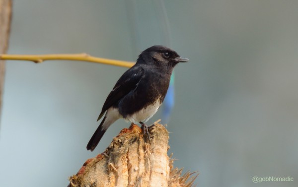 Locally called Ablak Jhaari-pidda, a Pied Bushchat. More at Flickr