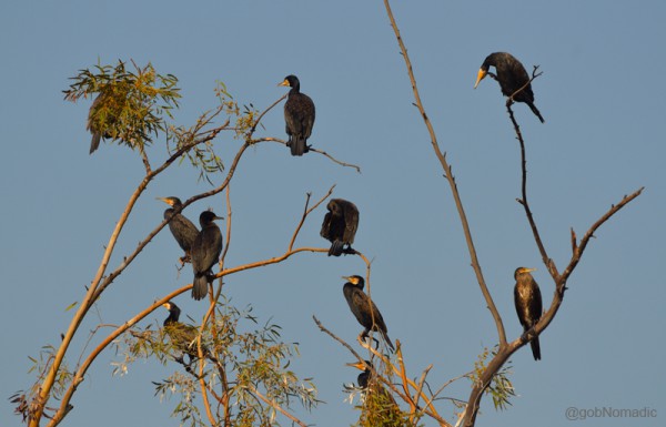 A group of Cormorants taking the sun