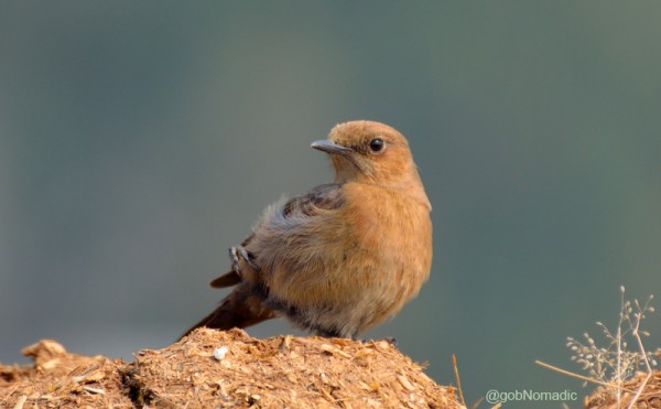 Locally called Dauma, a Brown Rock-chat. More bird-images at Flickr Photoset