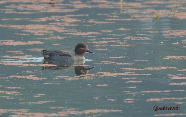 Locally called Chhoti Murgabi, a Common Teal