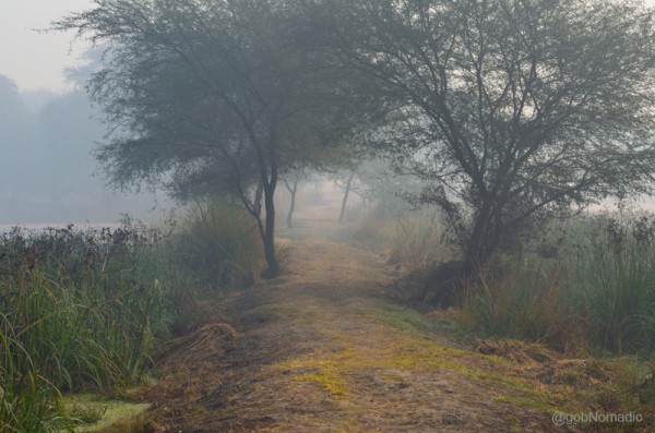 A misty winter morning at the Sultanpur National Park