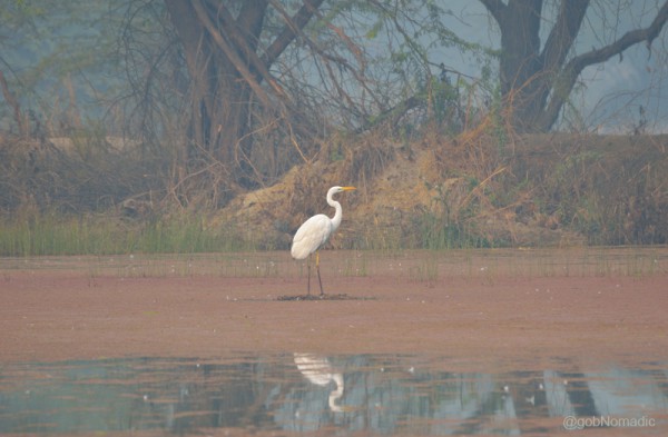 A Egret