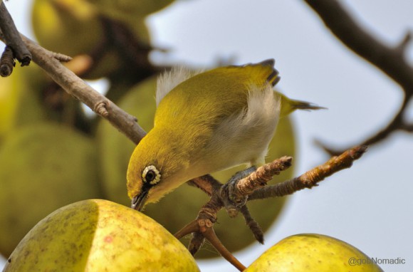 An Oriental White-eye feasting on a ripened Golden Apple