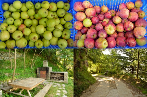 Clockwise from top: Harvested Golden, Red Apples, pathway inside the premises, wood-fired oven